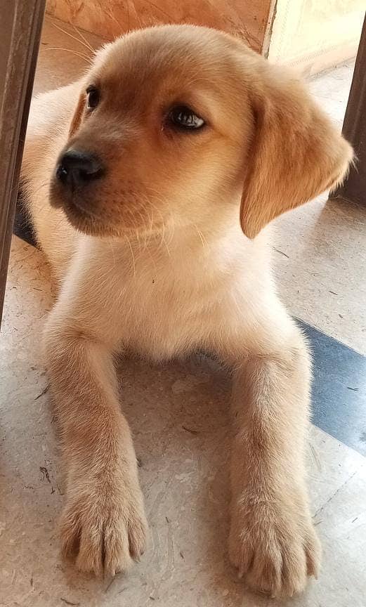 Labrador Puppy /golden retriever puppy / puppy / labrador Dogs 1