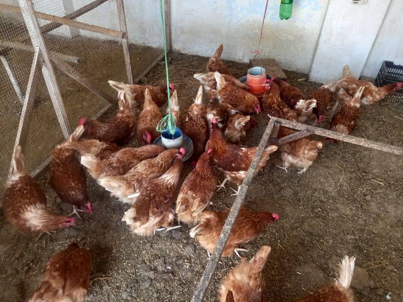 dasi hen for sale 0