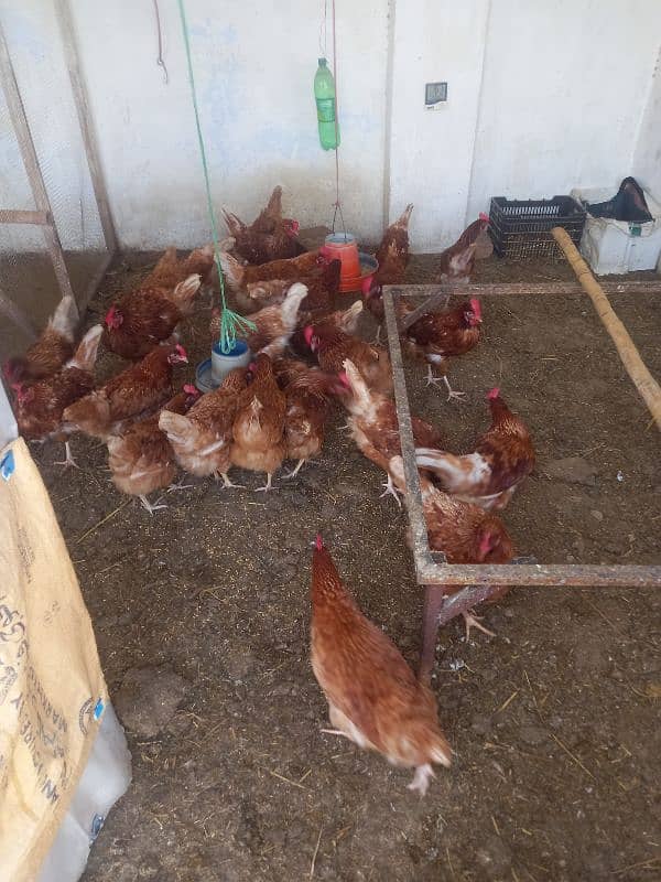 dasi hen for sale 1