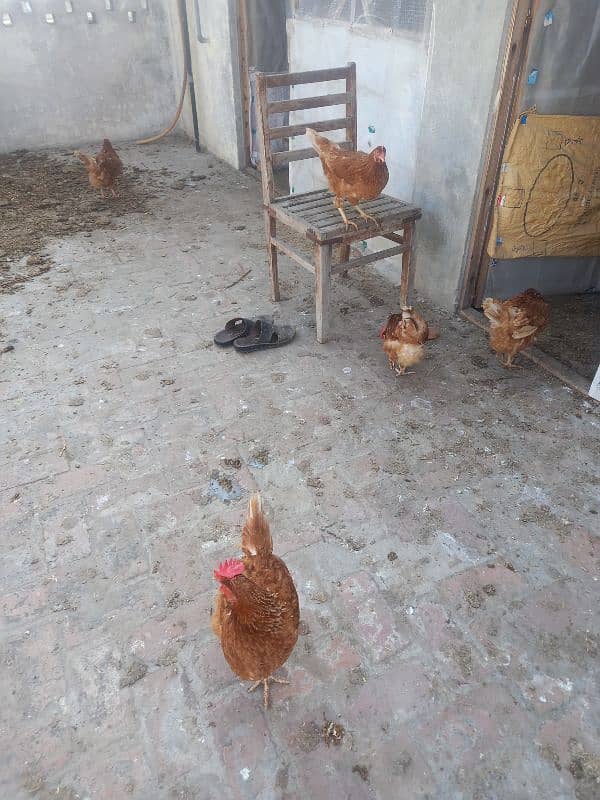 dasi hen for sale 2