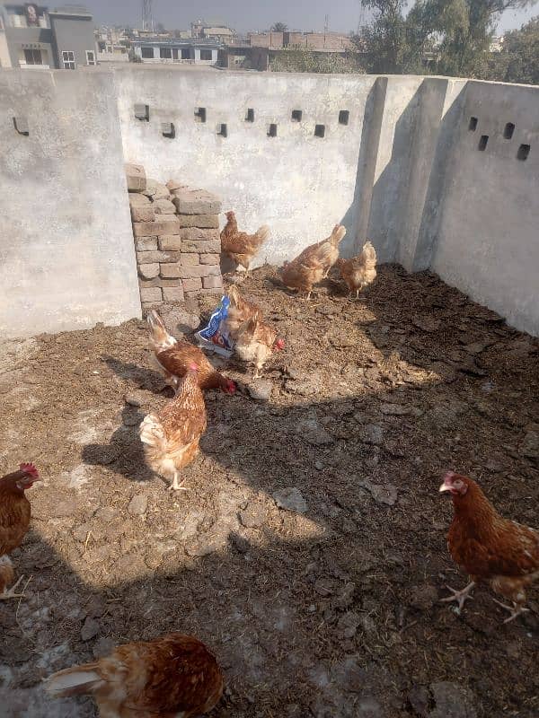 dasi hen for sale 3