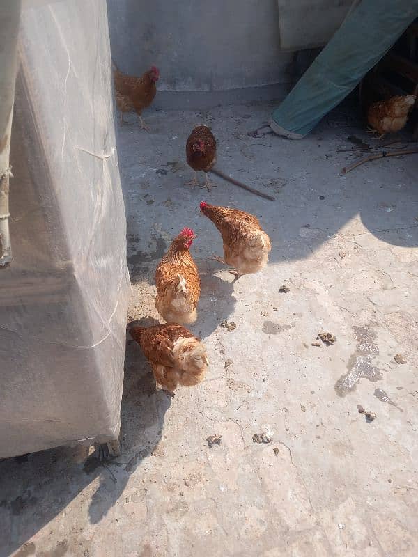 dasi hen for sale 4