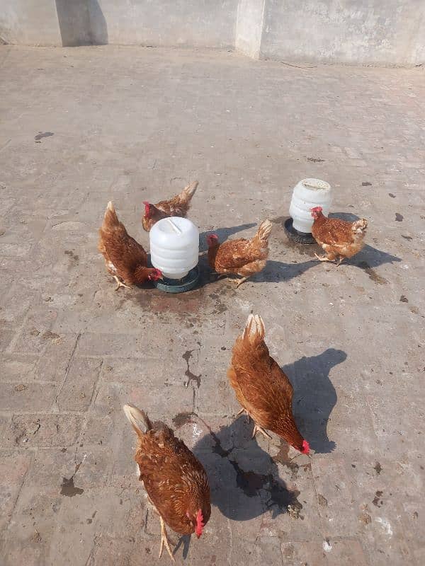 dasi hen for sale 5