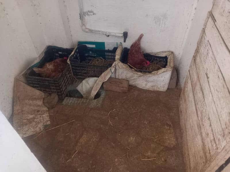 dasi hen for sale 7