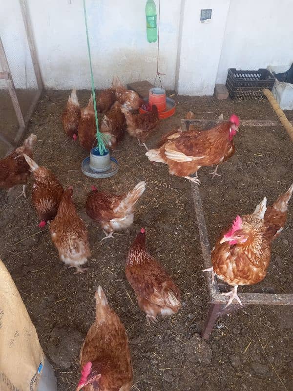 dasi hen for sale 8