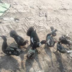 Ducks