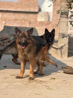 Pedigree German shepherd breeder pair