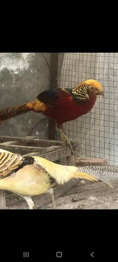 young pairs of pheasant