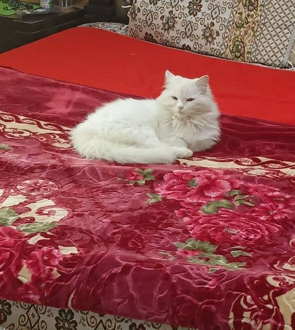 New persian cat for sale 0