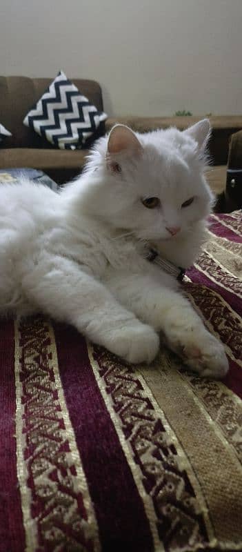 New persian cat for sale 1