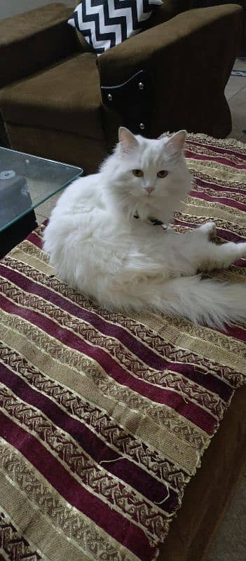 New persian cat for sale 2