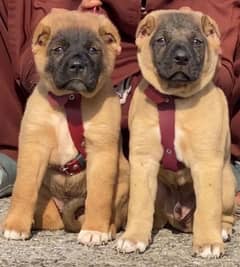 king Turkish Kangal dabal hadi pair ful security dosg for sale