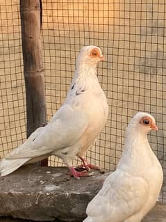 Ferozpuri  | Dab Wala | Mix Breed | Budapest Pair | Pigeon | kabootar