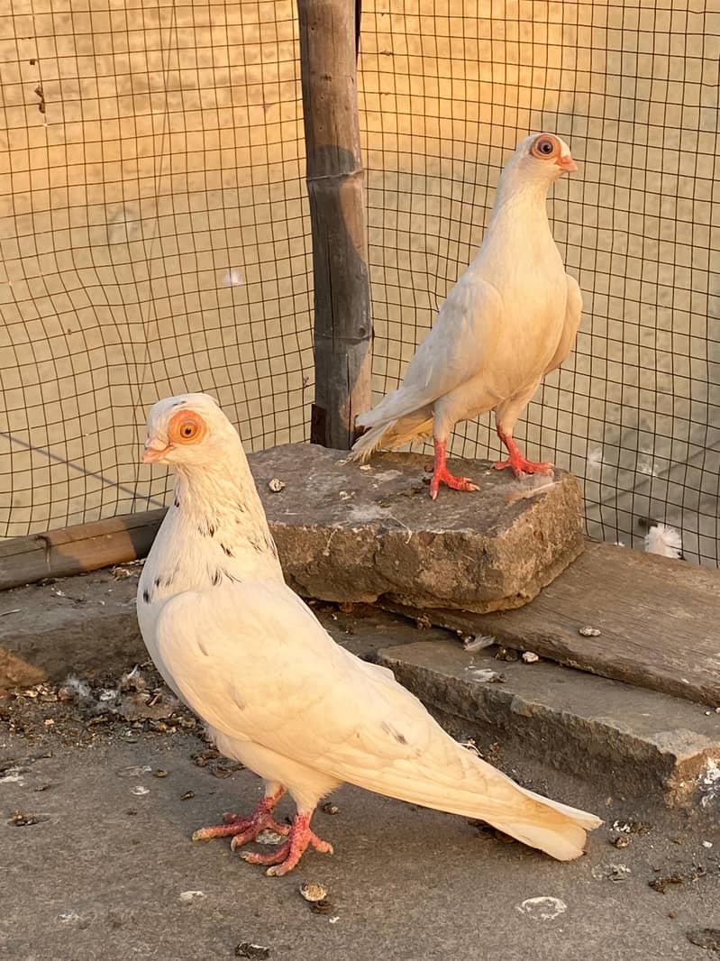 Ferozpuri  | Dab Wala | Mix Breed | Budapest Pair | Pigeon | kabootar 1