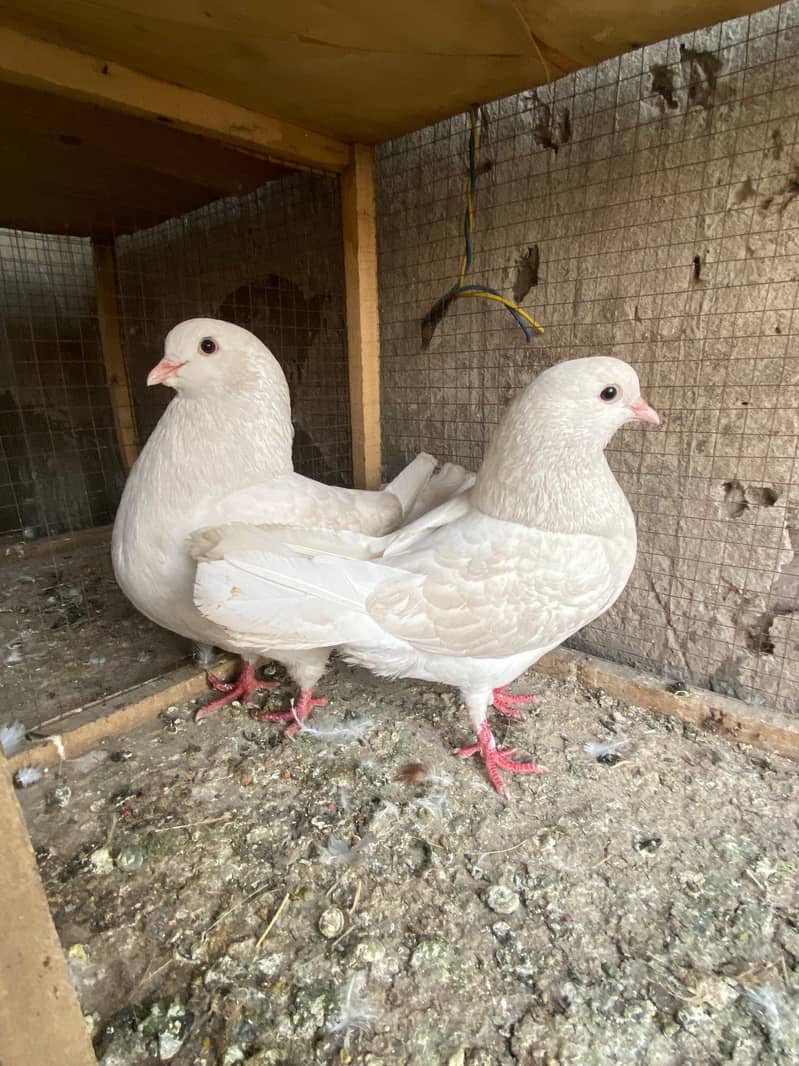 Ferozpuri  | Dab Wala | Mix Breed | Budapest Pair | Pigeon | kabootar 2