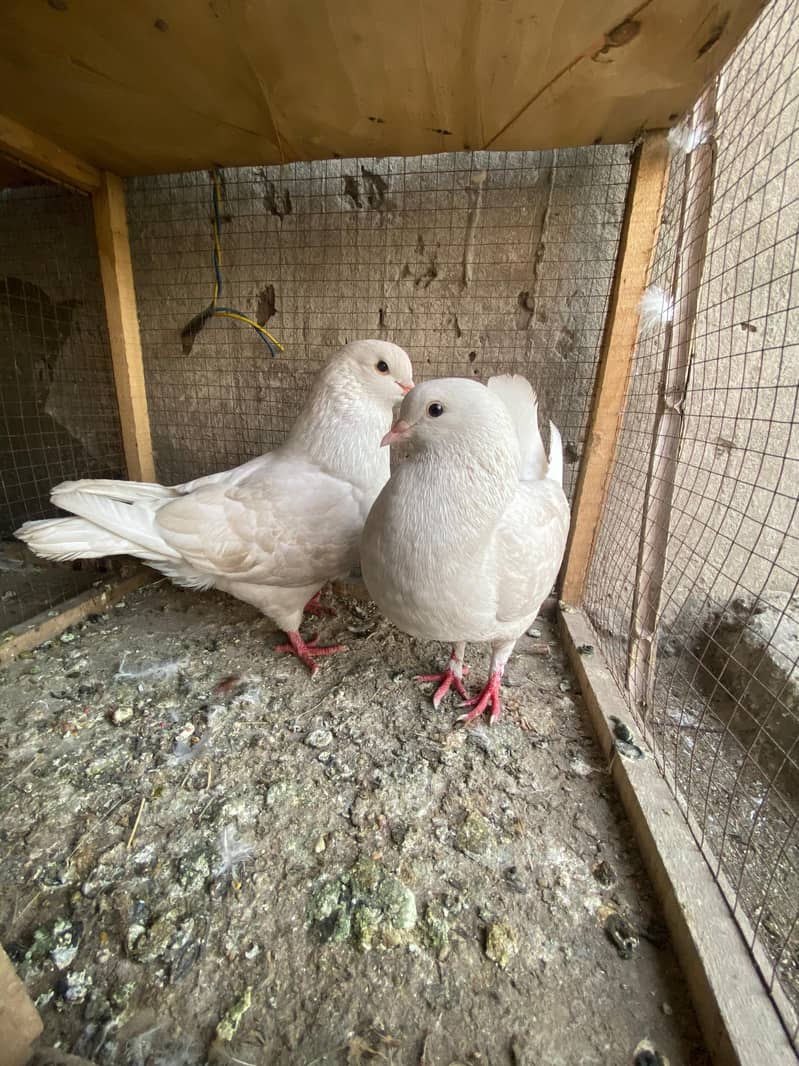 Ferozpuri  | Dab Wala | Mix Breed | Budapest Pair | Pigeon | kabootar 3