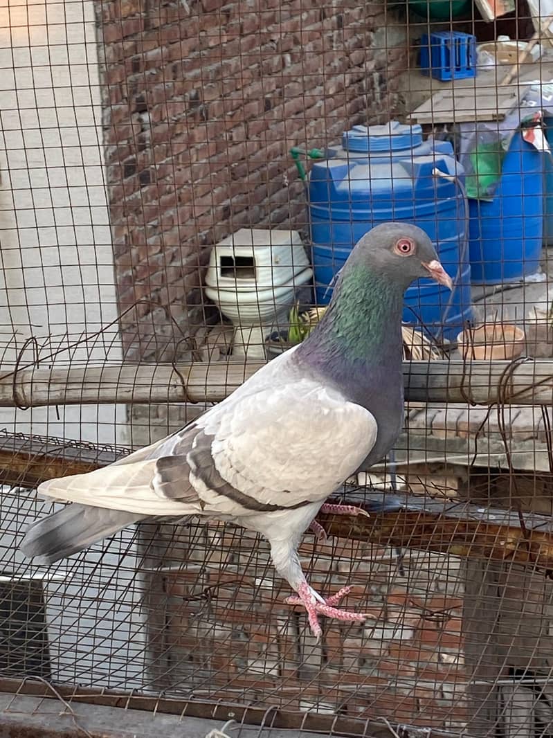 Ferozpuri  | Dab Wala | Mix Breed | Budapest Pair | Pigeon | kabootar 4