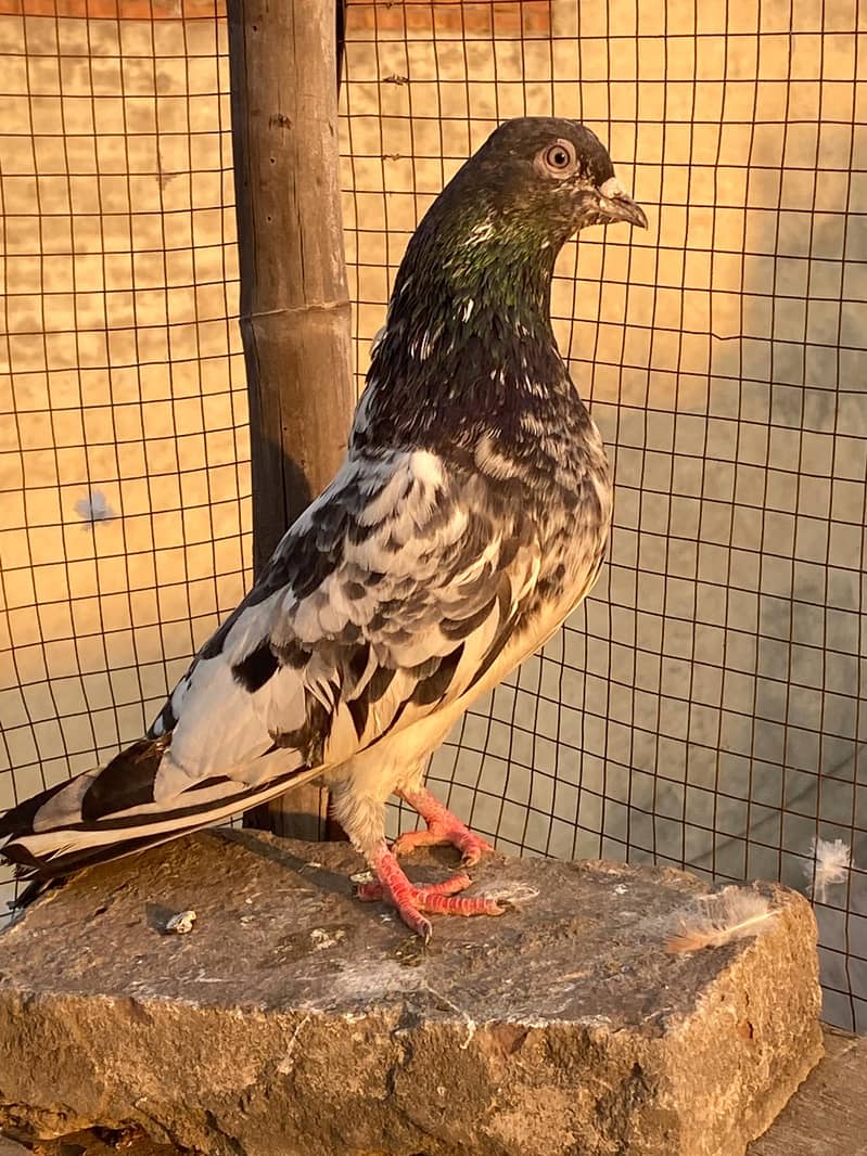 Ferozpuri  | Dab Wala | Mix Breed | Budapest Pair | Pigeon | kabootar 6