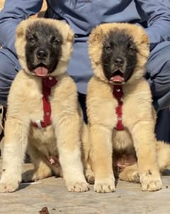 Kurdish Kangal security dog 3 manth pair for sale heavy bone