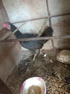 hen for sale