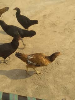 2 Mele patthe or 6 Addad Female for sale