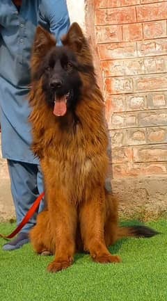 German Shepherd stream quality heavy bone structure male for sale