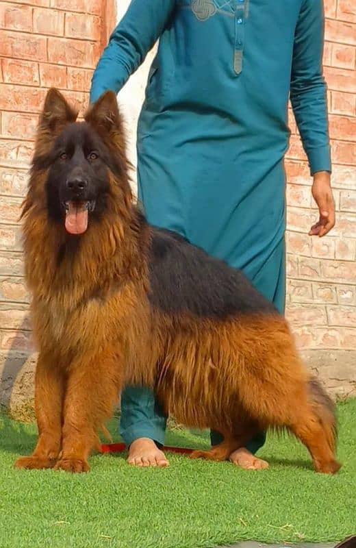 German Shepherd stream quality heavy bone structure male for sale 1