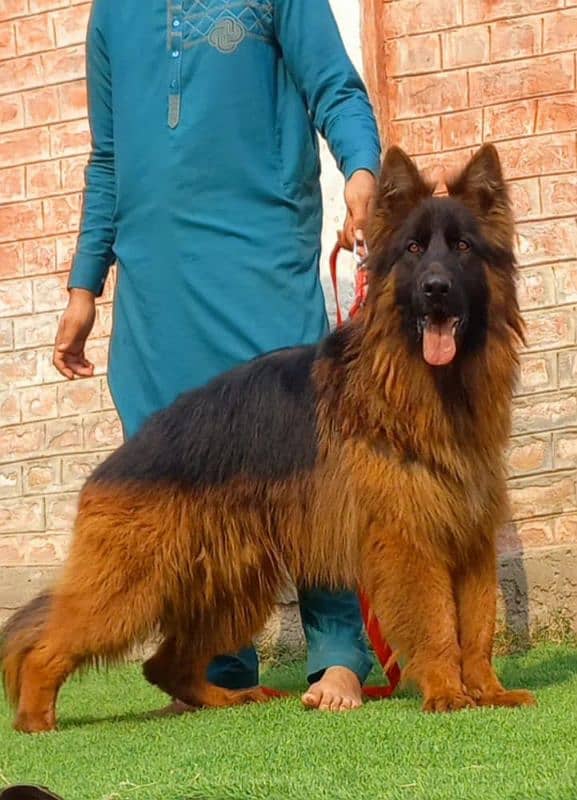 German Shepherd stream quality heavy bone structure male for sale 2