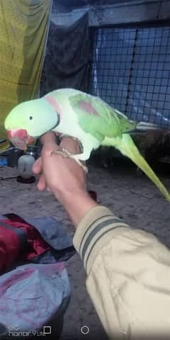 raw parrot, tota