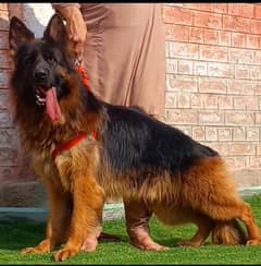 German Shepherd stream quality heavy bone structure male for sale