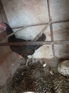 hen for sale