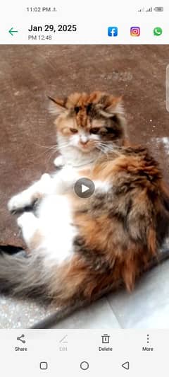 female triple coat pershion cat