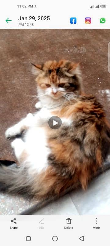 female triple coat pershion cat 0