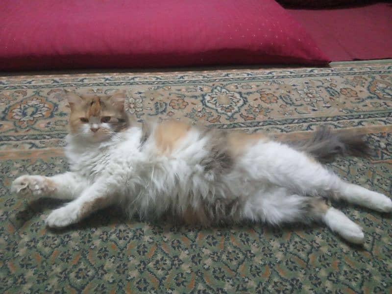 female triple coat pershion cat 1