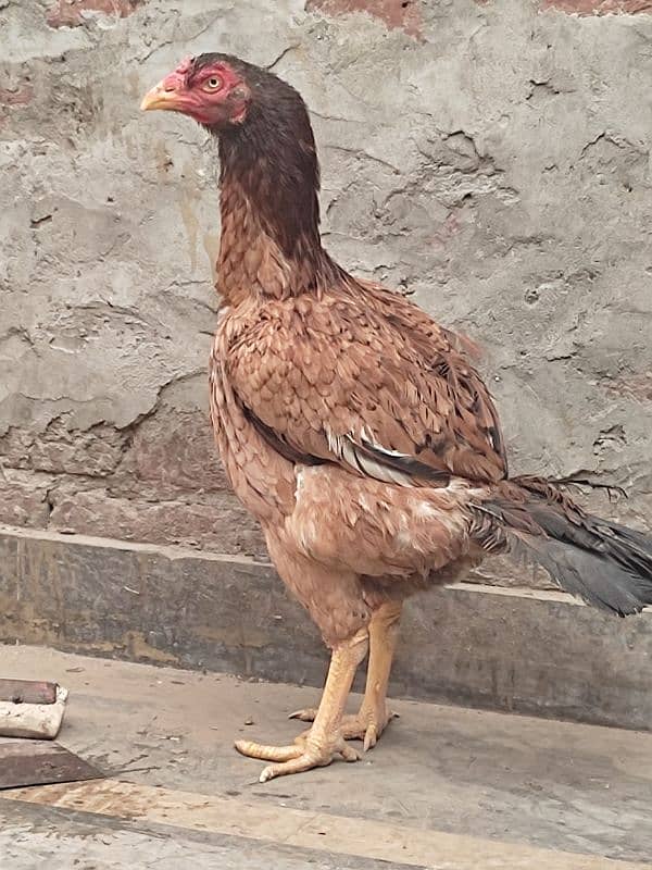 pure aseel female healthy and active in very reasonable price 3