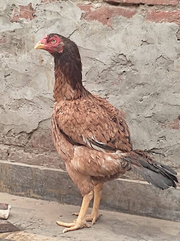 pure aseel female healthy and active in very reasonable price 4