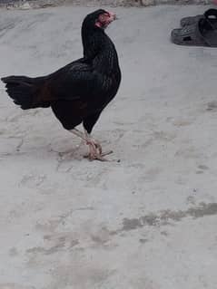 Hen black