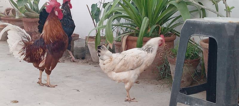 2 pairs of golden desi chicken and roasters 0