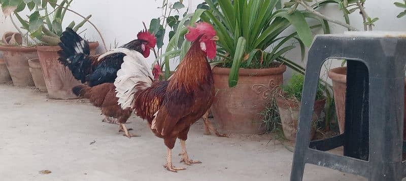 2 pairs of golden desi chicken and roasters 5