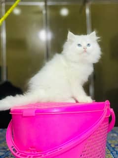 persian cats and kittens for sale wtsapp (0307/710/92/69)