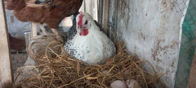 Golden misri egg laying hens