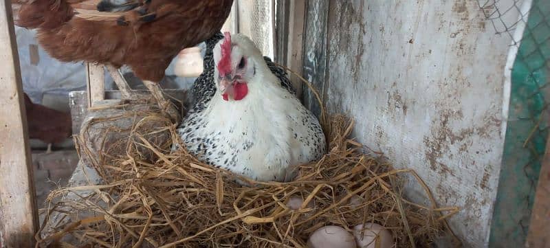 Golden misri egg laying hens 0