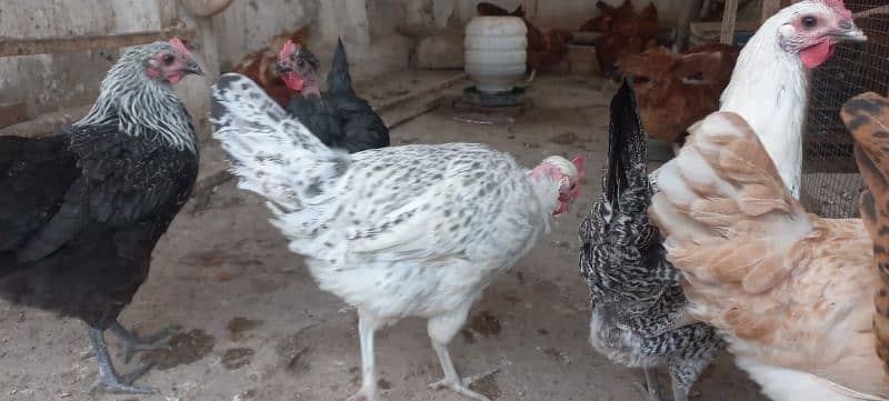 Golden misri egg laying hens 1