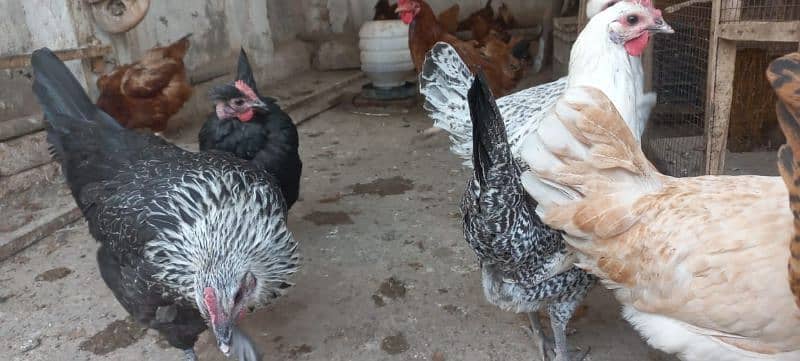 Golden misri egg laying hens 2