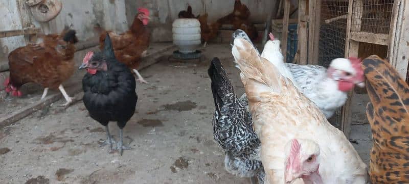 Golden misri egg laying hens 3