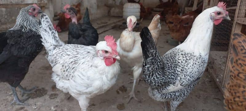 Golden misri egg laying hens 4