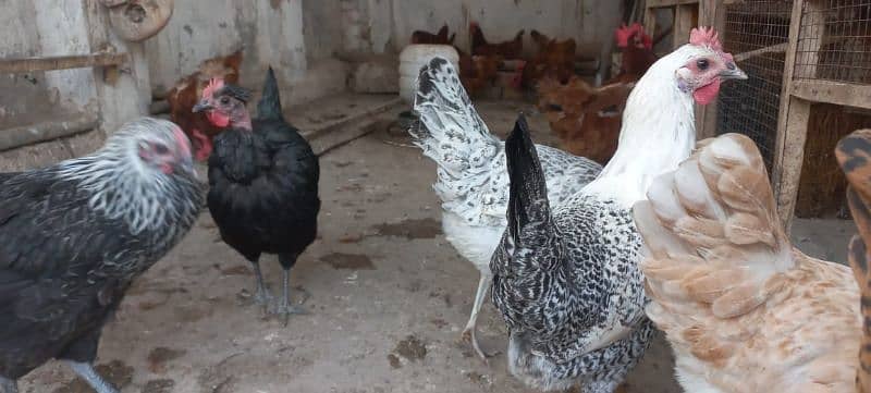 Golden misri egg laying hens 5