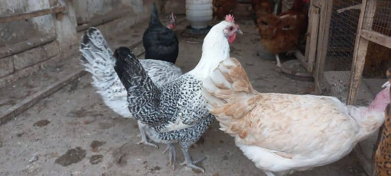 Golden misri egg laying hens 6