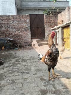 White O Shamo /Aseel pathy /king size/ shamo chicks/high Quality shamo