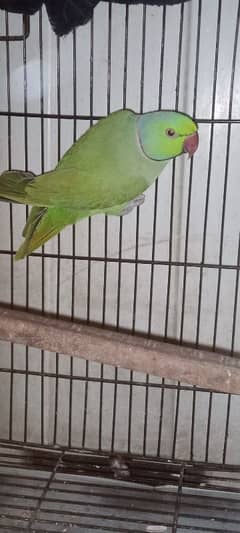 Green parrot male